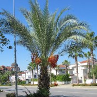 Финиковая пальма. :: оля san-alondra