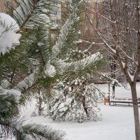Первый снег в 2019 году :: Сергей Тимоновский