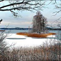 3 декабря.Озеро затягивается тонким льдом. :: Ольга Митрофанова
