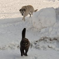 Открыта охота на котов :: Валерий Иванович