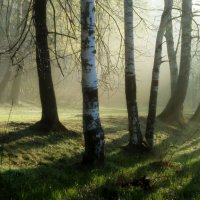 В березовой роще :: Юрий Цыплятников