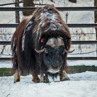 Овцебык :: Владимир Габов