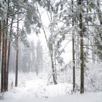 Замело :: Нина Синица