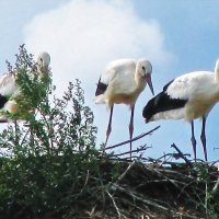 Любопытство :: Людмила Смородинская