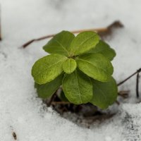 Декабрьская зелень. :: Анатолий. Chesnavik.