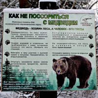 Вот такие плакаты появились у нас в лесу.. :: Ольга Митрофанова