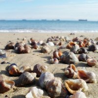 Разбросало море ракушки на пляже :: wea *