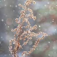 Снегопад. :: Вера Литвинова