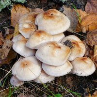 Про осенние грибы :: Милешкин Владимир Алексеевич 