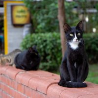 Кошка в Турции , не просто кошка! :: Андрей Дурапов