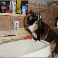 Кошка, пьющая воду... :: Vladimir Semenchukov