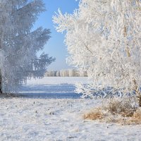 Принакрылись  снегом,  словно  серебром :: Геннадий Супрун