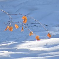 зимние зарисовки :: НАТАЛЬЯ 