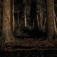Ночь в лесу ... :: Va-Dim ...