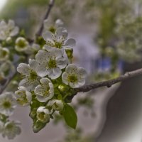 Весна - самое прекрасное время года :: Ольга Винницкая (Olenka)