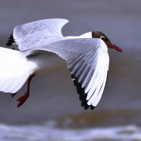 Белая чайка. :: Штрек Надежда 