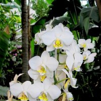 Орхидеи :: Татьяна Беляева