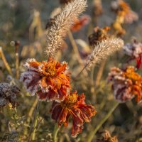 Первые заморозки ... :: Светлана Мельник