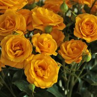 Золотые розы :: Светлана 