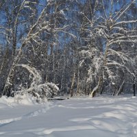 Снежный февраль :: Larisa Simonenkova