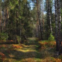 Осенний лес :: Алексей (GraAl)