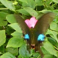 Глазастая бабочка :: Александр Чеботарь