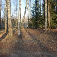 Павловский парк. Долина прудов :: Наталья Герасимова