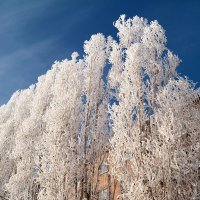 Про тополя декабрьские... :: Андрей Заломленков