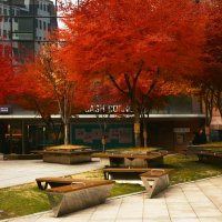 Осень в Сеуле :: Наталья Покацкая