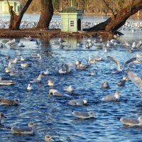 Птицы на озере... :: Elena Ророva