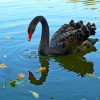 Черный лебедь на осеннем пруду с листьями и отражением... :: Лидия Бараблина
