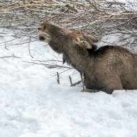 Призыв :: Александр Силинский