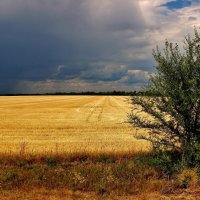 Буря! Скоро грянет буря! :: Восковых Анна Васильевна 