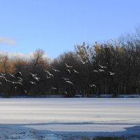 Чайки над озером :: Маргарита Батырева