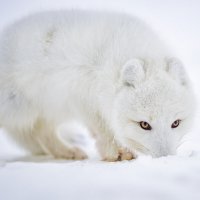 полярная лисица :: Александр Купцов
