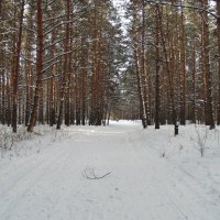 Лесными дорогами . :: Мила Бовкун