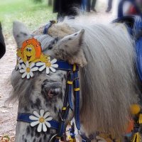 "Пони славная лошадка, от хвоста и до ушей..." :: Ольга И