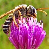 Пчела галикт   .Halictus leucaheneus arenosus :: vodonos241 