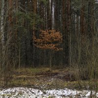 В сумраке леса. :: Анатолий. Chesnavik.