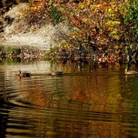 Плыли утки вдоль берега в золотом расплаве осени... :: Лидия Бараблина