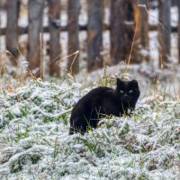 Кот поутру вышел погулять... а тут навалило! :: Ольга Соколова