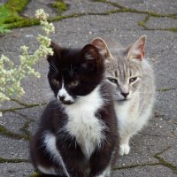 Кошка с котенком :: Ольга И