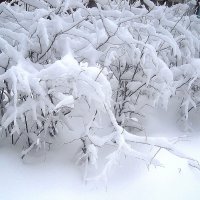 Снежной зимой. :: Елена Семигина