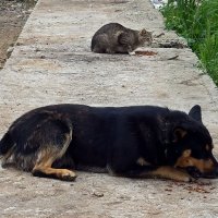 Голод не тётка... И никакой вражды... :: Ольга И