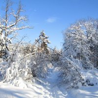 Лесными тропами :: Андрей Снегерёв