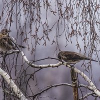 дрозды в декабре :: Петр Беляков