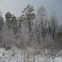 Снежный лес :: Anna Ivanova
