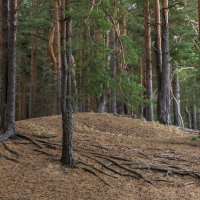 Осень -Волга.Коприно. :: юрий макаров