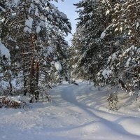 Красавица зима. :: Восковых Анна Васильевна 