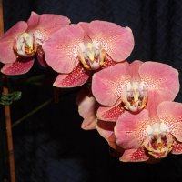 вечерние орхидеи :: Павел Fotoflash911 Никулочкин